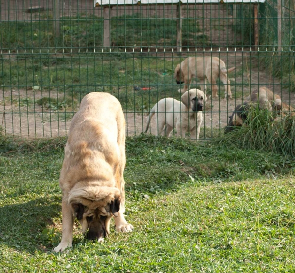 Mastin with puppies from 'Babia', September 2009
Keywords: babia