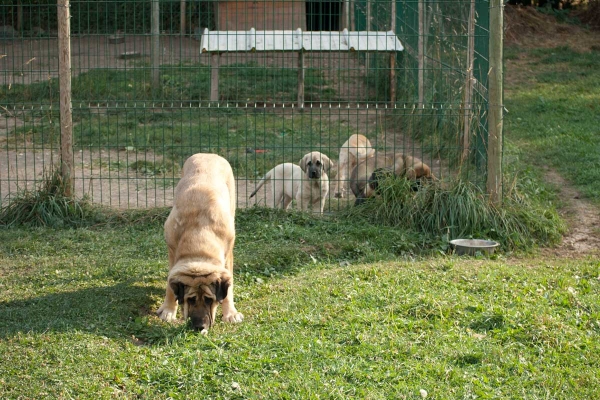 Mastin with puppies from 'Babia', September 2009
Keywords: babia