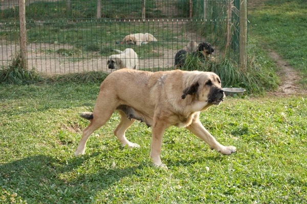 Mastin with puppies from 'Babia', September 2009
Keywords: babia