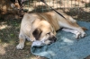 Filename=IMG-5329.jpg
Filesize=113KiB
Dimensions=1200x800
Date added=%949 %19, %2012 IMG-5329.jpg
