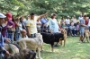 Filename=IMG-5332.jpg
Filesize=153KiB
Dimensions=1200x800
Date added=%949 %19, %2012 IMG-5332.jpg