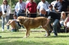 Filename=IMG-5340.jpg
Filesize=123KiB
Dimensions=1200x800
Date added=%949 %19, %2012 IMG-5340.jpg