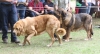 Filename=IMG-5527.jpg
Filesize=83KiB
Dimensions=1200x656
Date added=%722 %20, %2012 IMG-5527.jpg