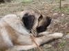 Filename=IMG-5590.jpg
Filesize=151KiB
Dimensions=1200x908
Date added=%933 %21, %2012 IMG-5590.jpg