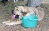 Filename=IMG-5594.jpg
Filesize=137KiB
Dimensions=1200x789
Date added=%933 %21, %2012 IMG-5594.jpg