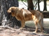 Filename=IMG-5603.jpg
Filesize=168KiB
Dimensions=1200x894
Date added=%933 %21, %2012 IMG-5603.jpg