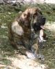 Filename=IMG-5612.jpg
Filesize=112KiB
Dimensions=963x1200
Date added=%933 %21, %2012 IMG-5612.jpg