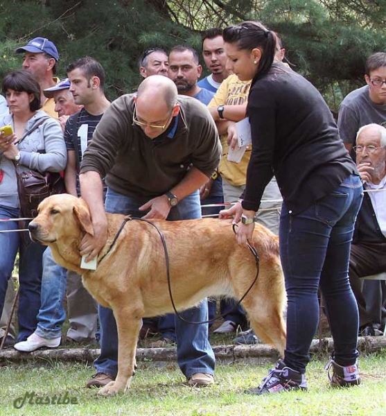 Barrios de Luna 09.09.2012 
Photo: Kennel Mastibe
Trefwoorden: 2012