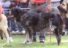 Filename=barrios13-(2).jpg
Filesize=77KiB
Dimensions=788x558
Date added=%847 %22, %2012 barrios13-(2).jpg