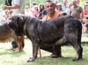 Filename=barrios44-(2).jpg
Filesize=84KiB
Dimensions=764x567
Date added=%847 %22, %2012 barrios44-(2).jpg