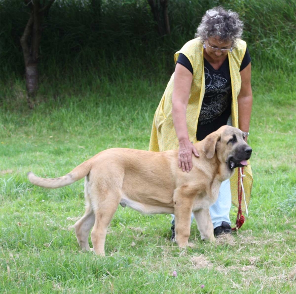 Mastin puppy from Fonte Xunquera July 2012
Keywords: fontexunquera