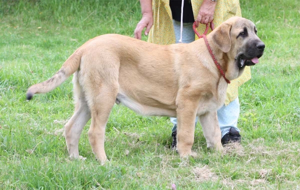 Mastin puppy from Fonte Xunquera July 2012
Keywords: fontexunquera