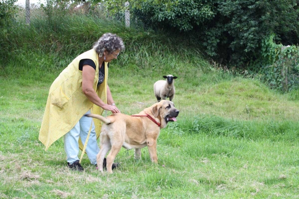 Mastin puppy from Fonte Xunquera July 2012
Keywords: fontexunquera