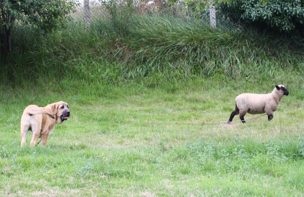 Mastin puppy from Fonte Xunquera July 2012
Keywords: fontexunquera