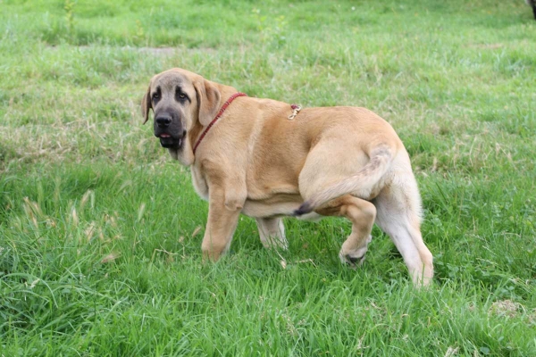 Mastin puppy from Fonte Xunquera July 2012
Keywords: fontexunquera