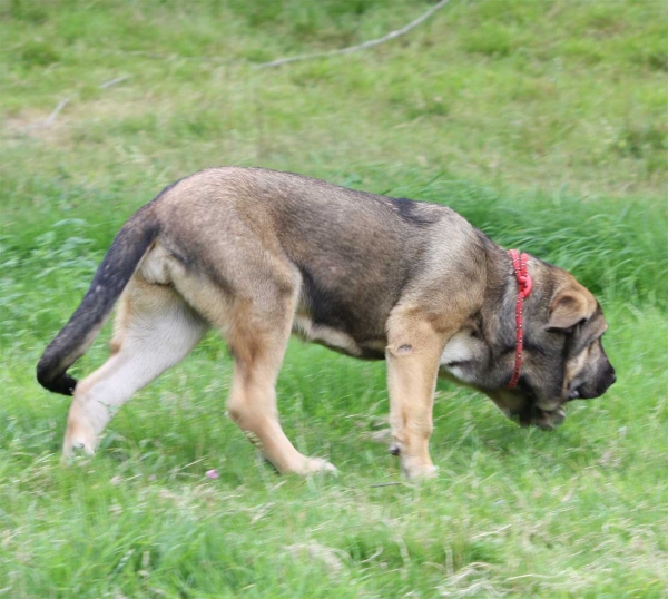 Mastin puppy from Fonte Xunquera July 2012
Keywords: fontexunquera