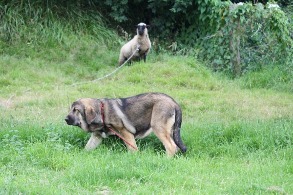 Mastin puppy from Fonte Xunquera July 2012
Keywords: fontexunquera