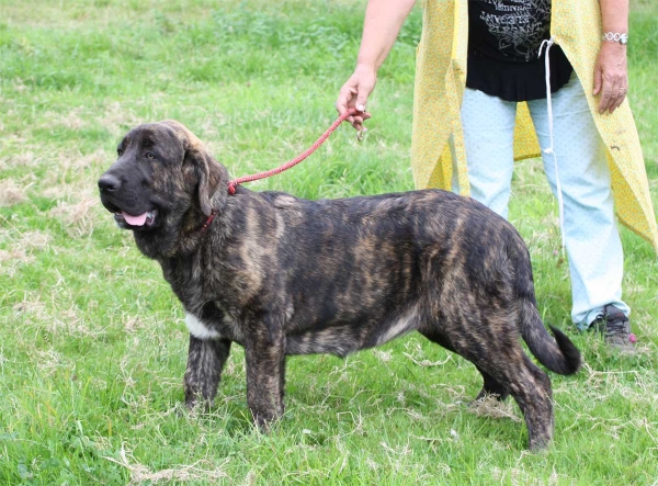 Mastin puppy from Fonte Xunquera July 2012
Keywords: fontexunquera