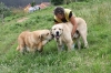 Filename=IMG-4154.jpg
Filesize=160KiB
Dimensions=1200x800
Date added=%493 %29, %2012 IMG-4154.jpg