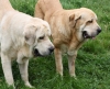 Filename=IMG-4158.jpg
Filesize=129KiB
Dimensions=1200x983
Date added=%493 %29, %2012 IMG-4158.jpg