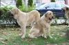 Filename=IMG-4169.jpg
Filesize=154KiB
Dimensions=1200x800
Date added=%899 %29, %2012 IMG-4169.jpg