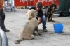 Filename=IMG-4177.jpg
Filesize=99KiB
Dimensions=1200x800
Date added=%899 %29, %2012 IMG-4177.jpg