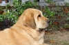 Filename=IMG-4178.jpg
Filesize=107KiB
Dimensions=1200x800
Date added=%899 %29, %2012 IMG-4178.jpg