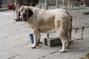Filename=IMG-4191.jpg
Filesize=126KiB
Dimensions=1200x800
Date added=%899 %29, %2012 IMG-4191.jpg