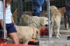 Filename=IMG-4199.jpg
Filesize=91KiB
Dimensions=1200x800
Date added=%899 %29, %2012 IMG-4199.jpg
