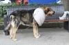 Filename=IMG-4200.jpg
Filesize=90KiB
Dimensions=1200x800
Date added=%899 %29, %2012 IMG-4200.jpg