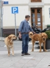 Filename=IMG-4204.jpg
Filesize=95KiB
Dimensions=877x1200
Date added=%939 %29, %2012 IMG-4204.jpg