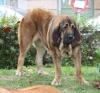 Filename=IMG-4210.jpg
Filesize=113KiB
Dimensions=1200x1120
Date added=%938 %29, %2012 IMG-4210.jpg