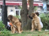 Filename=IMG-4214.jpg
Filesize=119KiB
Dimensions=1200x886
Date added=%938 %29, %2012 IMG-4214.jpg