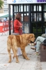 Filename=IMG-4218.jpg
Filesize=98KiB
Dimensions=800x1200
Date added=%938 %29, %2012 IMG-4218.jpg