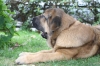 Filename=IMG-4220.jpg
Filesize=92KiB
Dimensions=1200x800
Date added=%938 %29, %2012 IMG-4220.jpg