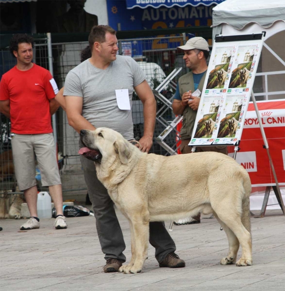 Axel de Villapedre: EXC 2 - Young Class Males, Luarca, Asturias, Spain (AEPME), 21.07.2012
Keywords: 2012