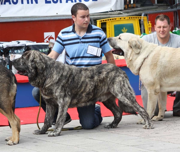 Ares de Villapedre: EXC 4 - Young Class Males, Luarca, Asturias, Spain (AEPME), 21.07.2012
Anahtar kelimeler: 2012