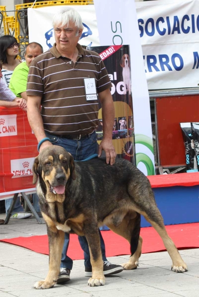 Bandido de Fuente Mimbre: EXC 1 - Young Class Males, Luarca, Asturias, Spain (AEPME), 21.07.2012
Keywords: 2012