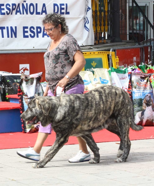 Morfeo de Fonte Xunguera: EXC - Young Class Males, Luarca, Asturias, Spain (AEPME), 21.07.2012
Keywords: 2012