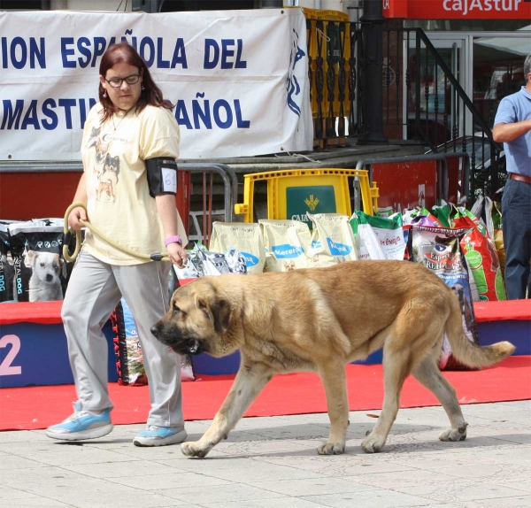 Defcondos de la Cangueta: VG - Young Class Males, Luarca, Asturias, Spain (AEPME), 21.07.2012
Keywords: 2012