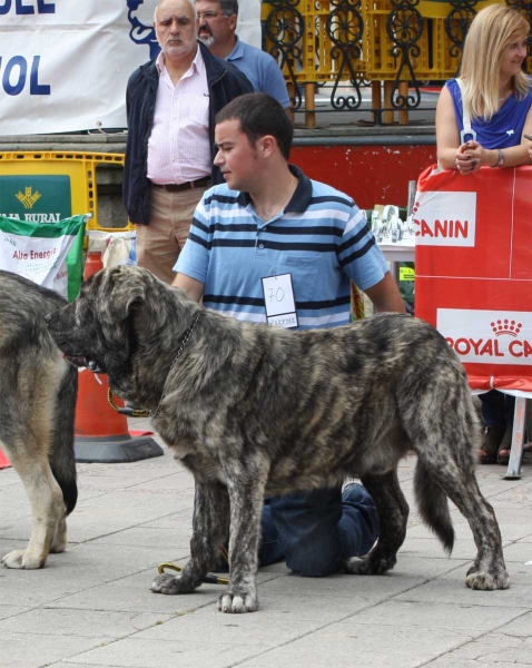 Ares de Villapedre: EXC 4 - Young Class Males, Luarca, Asturias, Spain (AEPME), 21.07.2012
Keywords: 2012