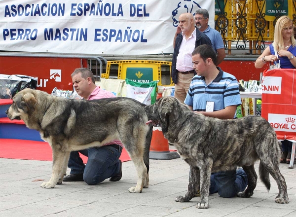 Young Class Males - Luarca, Asturias, Spain (AEPME), 21.07.2012
Keywords: 2012