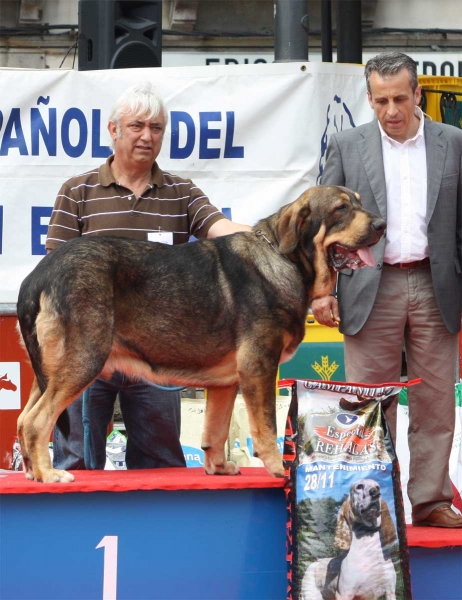 Bandido de Fuente Mimbre: EXC 1 - Young Class Males, Luarca, Asturias, Spain (AEPME), 21.07.2012
Keywords: 2012