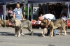 Filename=IMG-4901.jpg
Filesize=131KiB
Dimensions=1200x800
Date added=%723 %12, %2012 IMG-4901.jpg