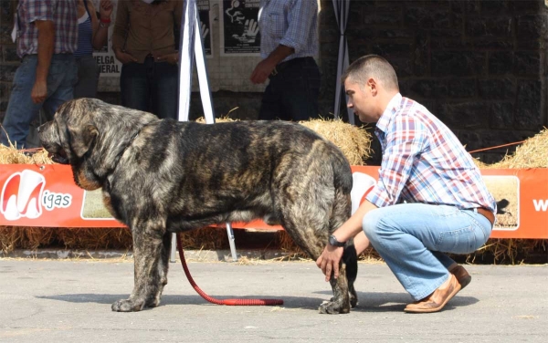 XXXII Monográfica Nacional AEPME, Villablino, León - 08.09.2012
Ključne reči: 2012