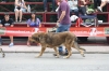 Filename=IMG-5139.jpg
Filesize=98KiB
Dimensions=1200x800
Date added=%494 %15, %2012 IMG-5139.jpg