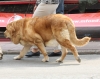 Filename=IMG-5192.jpg
Filesize=94KiB
Dimensions=1200x959
Date added=%905 %15, %2012 IMG-5192.jpg