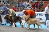 Filename=IMG-5229.jpg
Filesize=129KiB
Dimensions=1200x800
Date added=%905 %15, %2012 IMG-5229.jpg