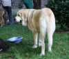 Filename=IMG-4736.jpg
Filesize=121KiB
Dimensions=1200x1025
Date added=%422 %16, %2012 IMG-4736.jpg