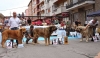 Filename=monografica100-(2).jpg
Filesize=87KiB
Dimensions=877x510
Date added=%445 %16, %2012 monografica100-(2).jpg